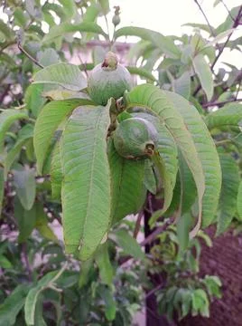 Guava plant Stock Photos