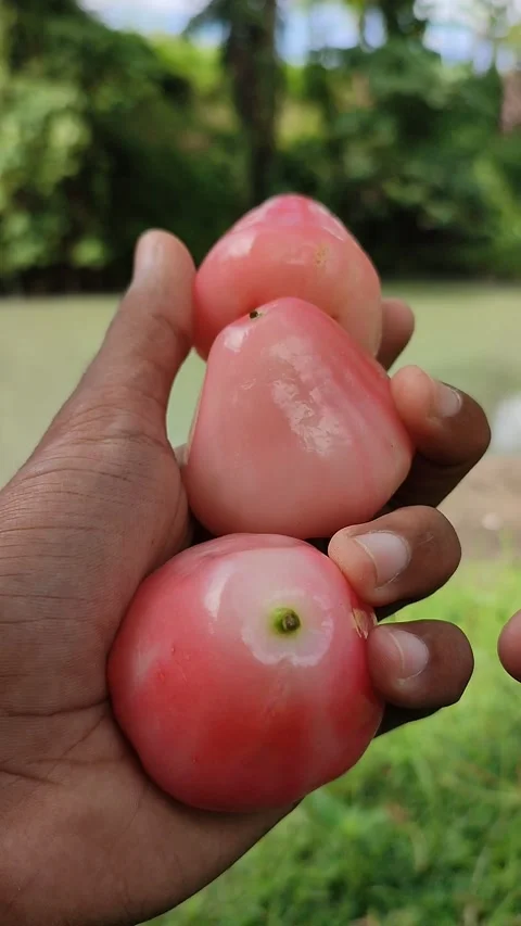 Guava review Stock Footage 196311251