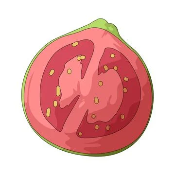Guava slice illustration Stock Illustration