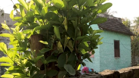 A guava tree against the backdrop of a hut at an Indian village of Bengal. Vídeos de archivo 117121641