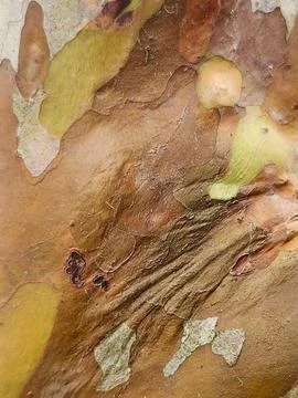 Guava tree bark texture Stock Photos