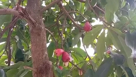 Guava tree is bearing fruit Stock Footage 310435813