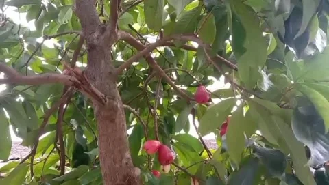 Guava tree is bearing fruit Stock Footage 310435845