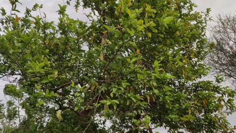 Guava tree blooming in wind Stock Footage 274650445