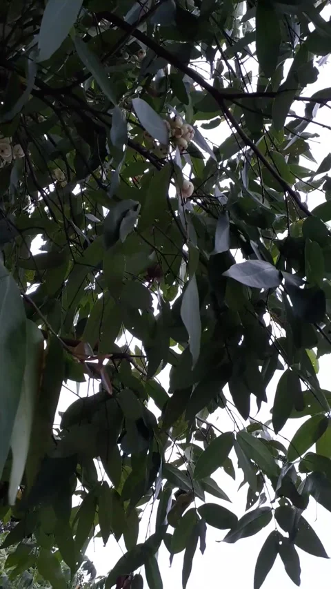 Guava Tree blown by the wind Video stock 248043153