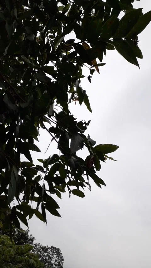 Guava tree blown by the wind Video stock 248043156