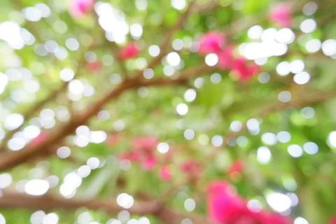 Guava tree blur background Stock Photos
