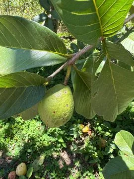 Guava on tree branch under sunlight Stock Photos