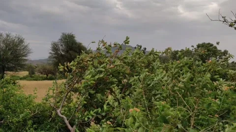 Guava tree in breeze Stock Footage 274650413