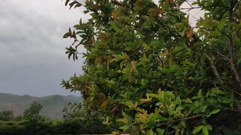 Guava tree in breeze Stock Footage 274650420