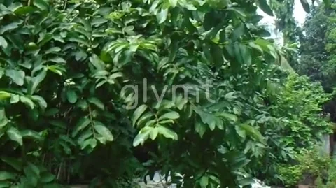 Guava tree Video stock 136288787