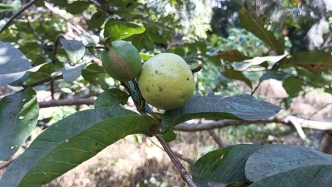 Guava on the tree Video stock 196265514