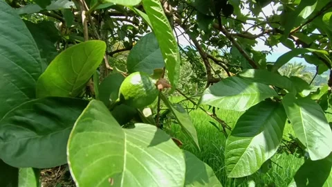  Guava Tree Stock Footage 269673084