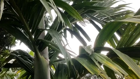 Guava tree Stock Footage 327848822