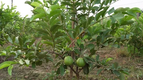 Guava Tree Stock-Footage 336690292