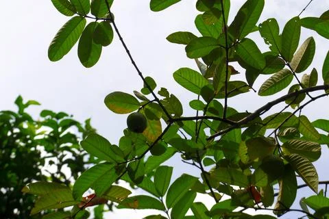 Guava tree with fruit Stock Photos