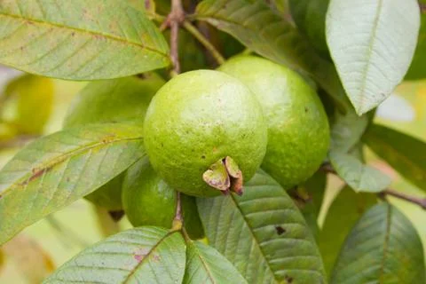 Guava on tree in garden Stock Photos