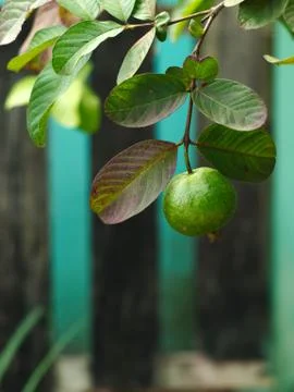 Guava tree with leaves 写真素材