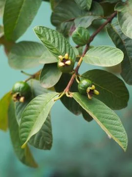 Guava tree with leaves Stock Photos