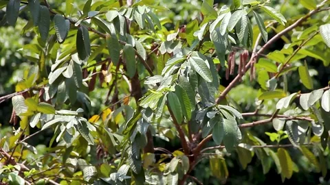 Guava tree leaves swaying by the hard wind Stock Footage 252784953