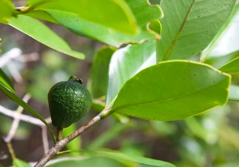 Guava on the tree, Mauritius.. Stock Photos