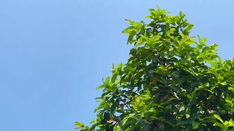 Guava tree motion with background blue sky 스톡 동영상 155439813