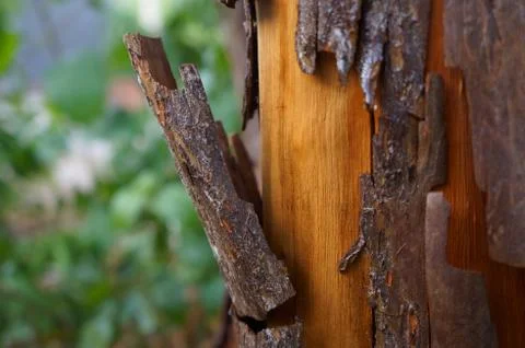 Guava tree peeling off. Tree trunk. Foto stock