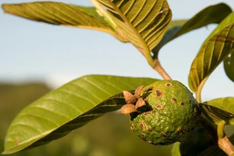 Guava on a tree Stock Photos