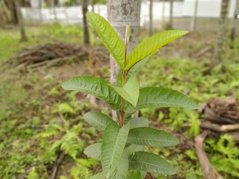 Guava tree Stock Photos