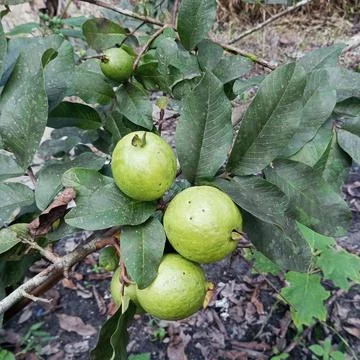 Guava in the tree Stock Photos