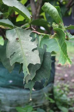 Guava tree Stock Photos