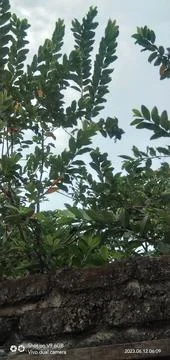 Guava tree Stock Photos