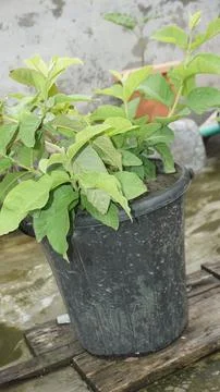 Guava tree Stock Photos