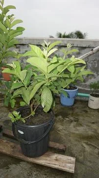 Guava tree Stock Photos