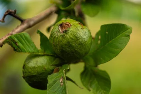 A guava tree Stock Photos