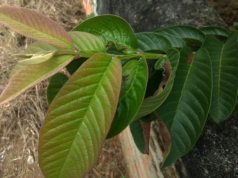 Guava tree Foto stock