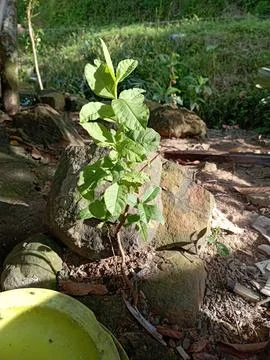 Guava tree Stock Photos