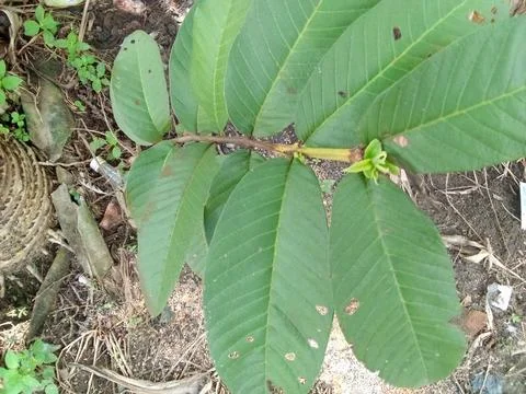 Guava Tree Stock Photos