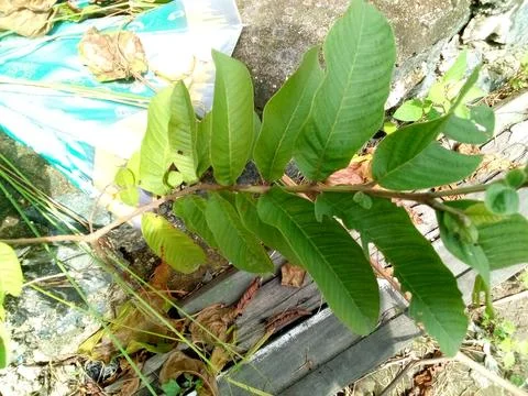 Guava Tree Stock Photos