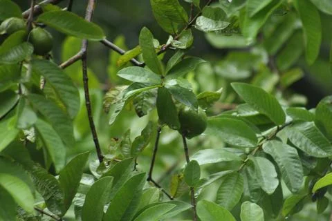 Guava Tree Stock Photos