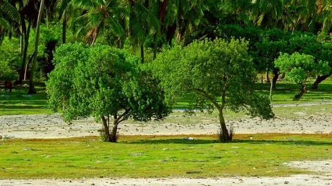 Guava trees swaying in wind against palm grove on background. Sri Lanka Stock Footage 73775121