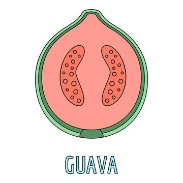 Guava tropical fruit cross section illustration with seeds Stock Illustration