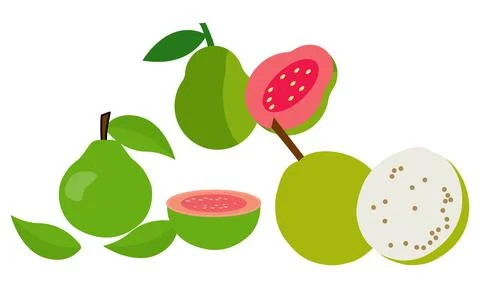 Guava  Vector Design And Illustration Bundle. Stock Illustration