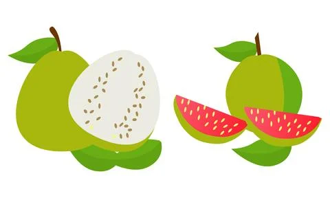 Guava  Vector Design And Illustration Bundle. Stock Illustration