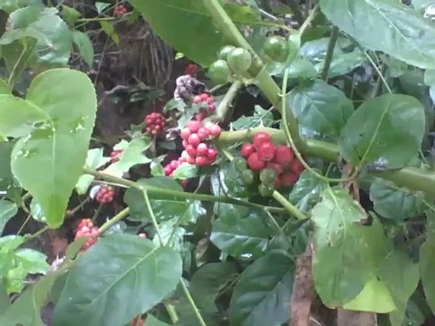 Guavaberry tree in the park, with red and green fruits, rare and exotic! Stock Footage 163677989