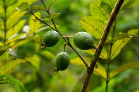 Guavas with foliage background Stock Photos