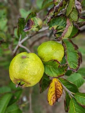 Guavas on the Tree Stock Photos