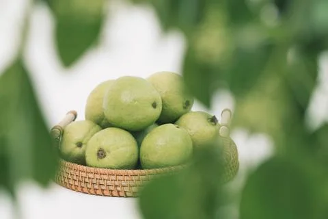 Guavas on the white background Stock Photos