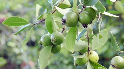 Guaves on a tree Stock Footage 72303158
