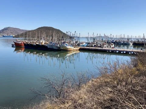 Guaymashrimpfleet 写真素材